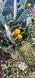 Plants: image 66 Of 208 Thumb